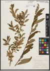 Foto von Salix triandra L.